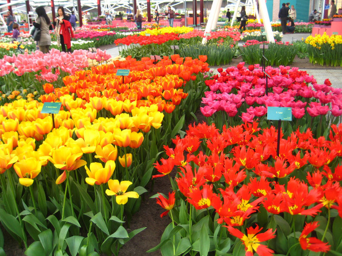 23.03.2012 o zi de vis 173 - Keukenhof 2012