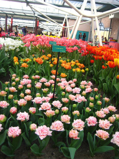 23.03.2012 o zi de vis 174 - Keukenhof 2012