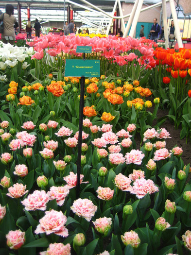 23.03.2012 o zi de vis 175 - Keukenhof 2012