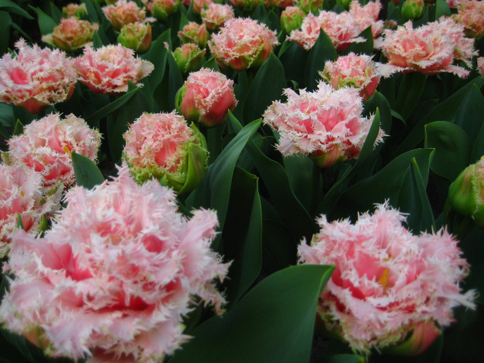23.03.2012 o zi de vis 176 - Keukenhof 2012