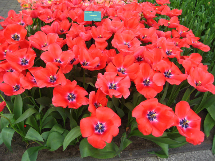 23.03.2012 o zi de vis 178 - Keukenhof 2012