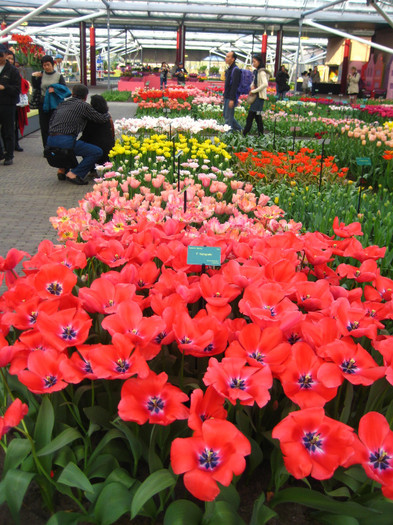 23.03.2012 o zi de vis 179 - Keukenhof 2012