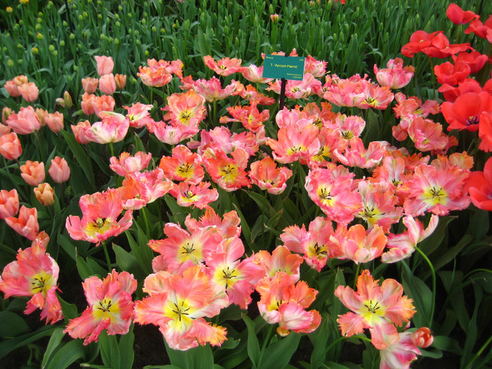 23.03.2012 o zi de vis 180 - Keukenhof 2012