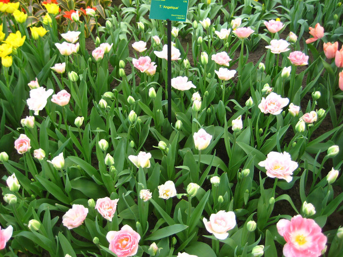 23.03.2012 o zi de vis 182 - Keukenhof 2012
