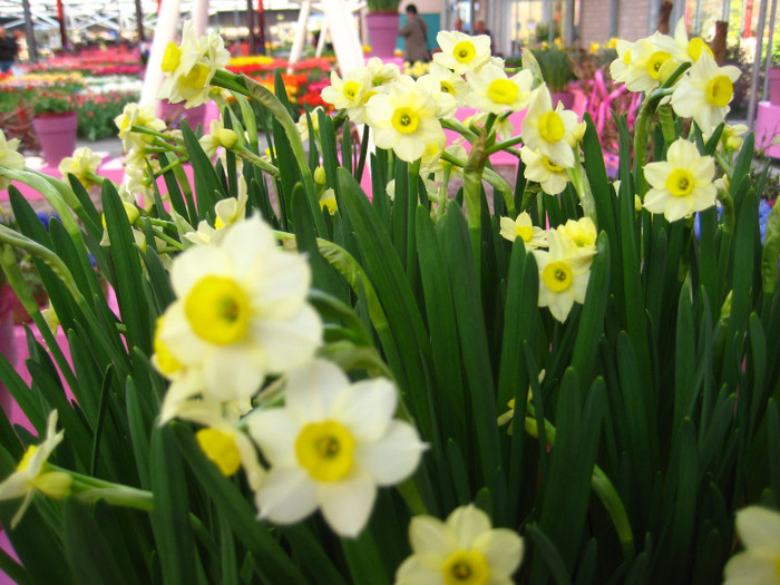 23.03.2012 o zi de vis 187 - Keukenhof 2012