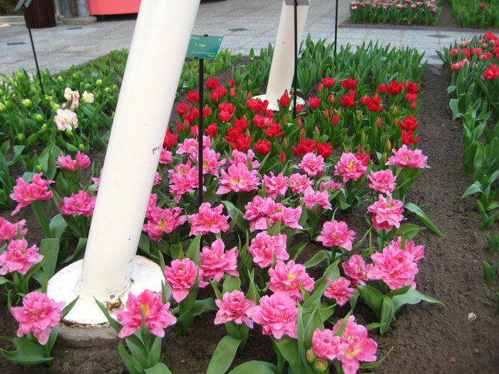 23.03.2012 o zi de vis 190 - Keukenhof 2012