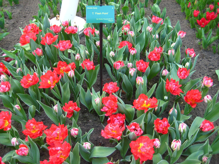 23.03.2012 o zi de vis 191 - Keukenhof 2012