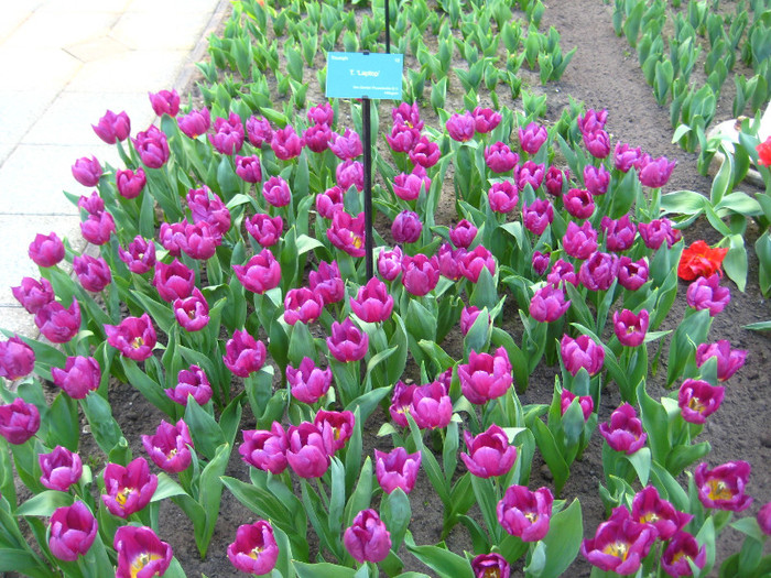 23.03.2012 o zi de vis 192 - Keukenhof 2012