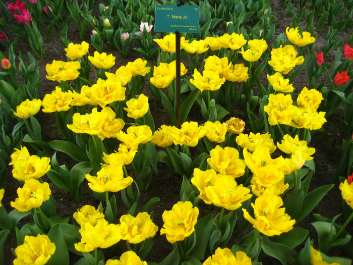 23.03.2012 o zi de vis 193 - Keukenhof 2012