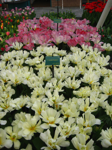 23.03.2012 o zi de vis 194 - Keukenhof 2012