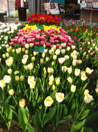 23.03.2012 o zi de vis 195 - Keukenhof 2012
