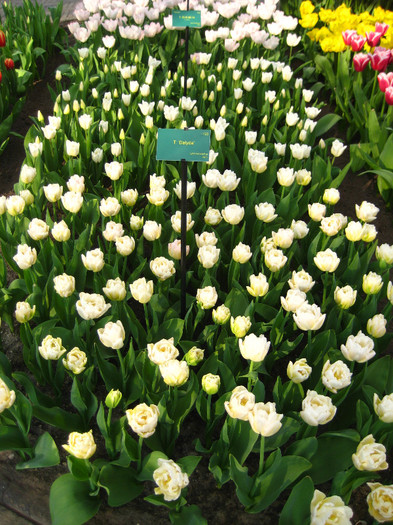23.03.2012 o zi de vis 196 - Keukenhof 2012