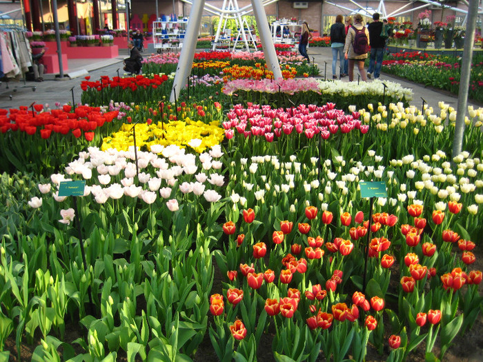 23.03.2012 o zi de vis 197 - Keukenhof 2012