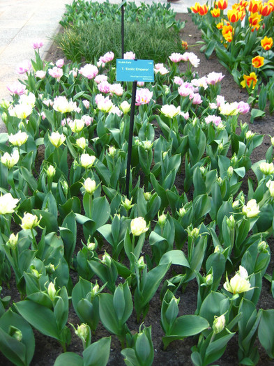 23.03.2012 o zi de vis 198 - Keukenhof 2012