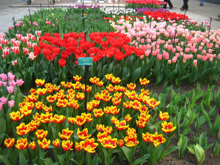23.03.2012 o zi de vis 200 - Keukenhof 2012