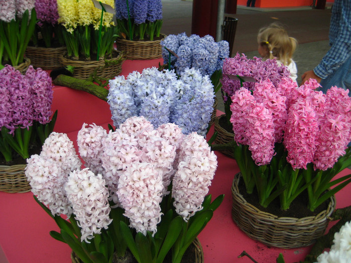 23.03.2012 o zi de vis 202 - Keukenhof 2012