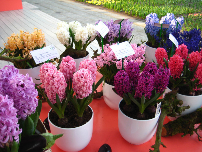 23.03.2012 o zi de vis 203 - Keukenhof 2012