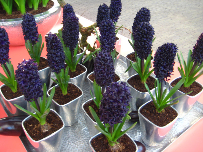 23.03.2012 o zi de vis 204 - Keukenhof 2012