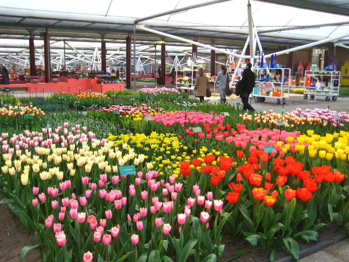 23.03.2012 o zi de vis 207 - Keukenhof 2012