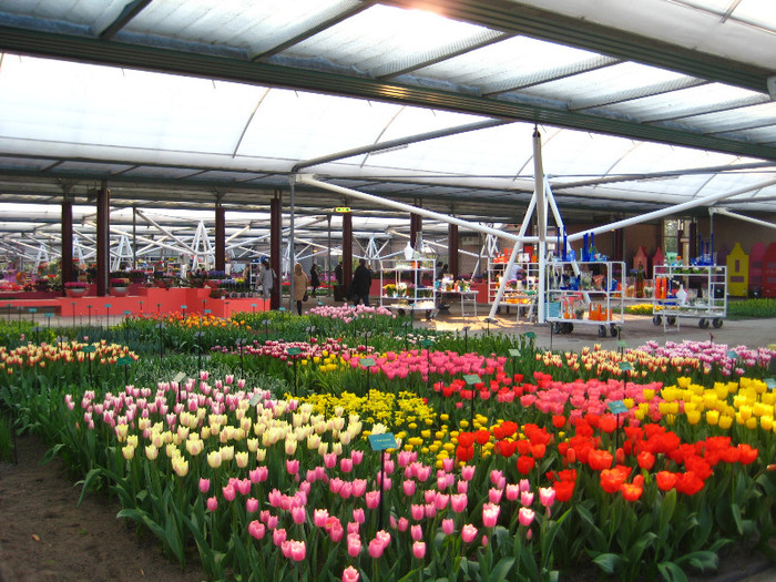 23.03.2012 o zi de vis 208 - Keukenhof 2012