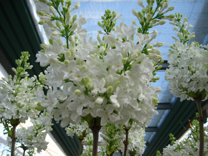23.03.2012 o zi de vis 210 - Keukenhof 2012