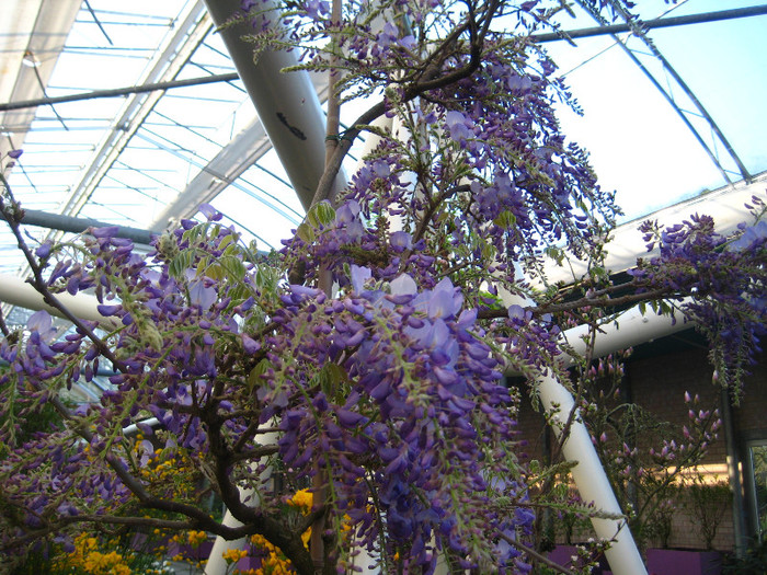 23.03.2012 o zi de vis 211 - Keukenhof 2012
