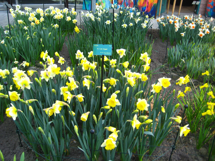 23.03.2012 o zi de vis 214 - Keukenhof 2012