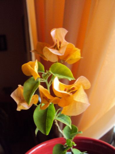 ...din perdea - Bougainvillea