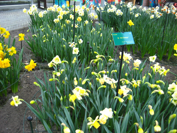 23.03.2012 o zi de vis 217 - Keukenhof 2012