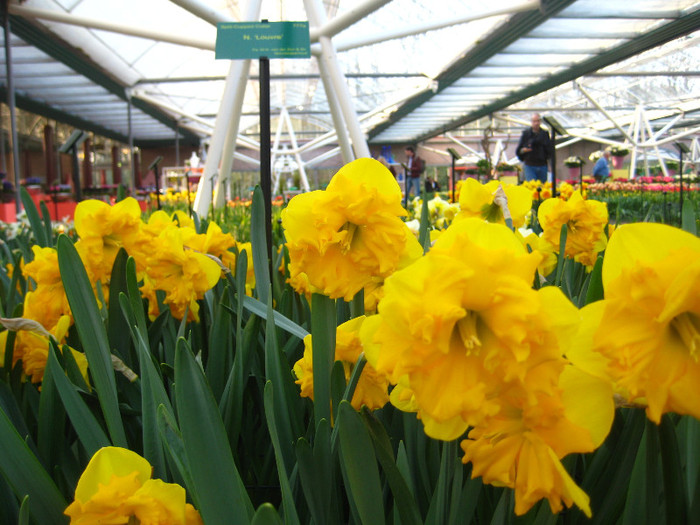 23.03.2012 o zi de vis 219 - Keukenhof 2012