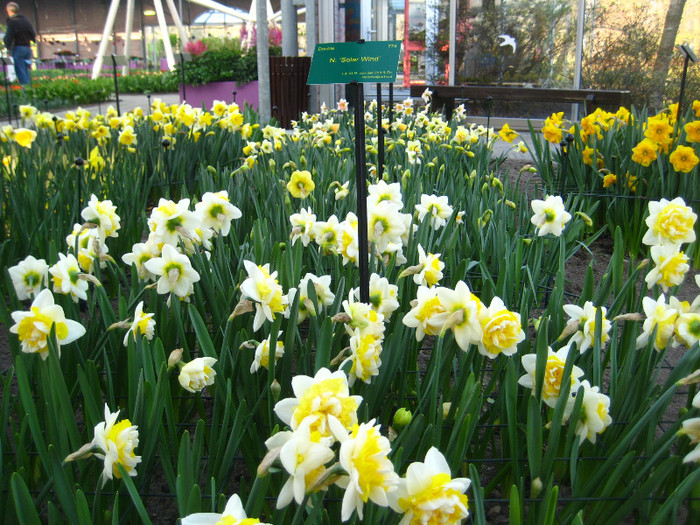 23.03.2012 o zi de vis 220 - Keukenhof 2012