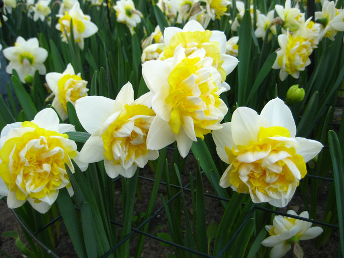 23.03.2012 o zi de vis 221 - Keukenhof 2012