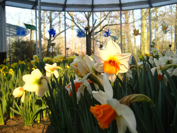 23.03.2012 o zi de vis 224 - Keukenhof 2012