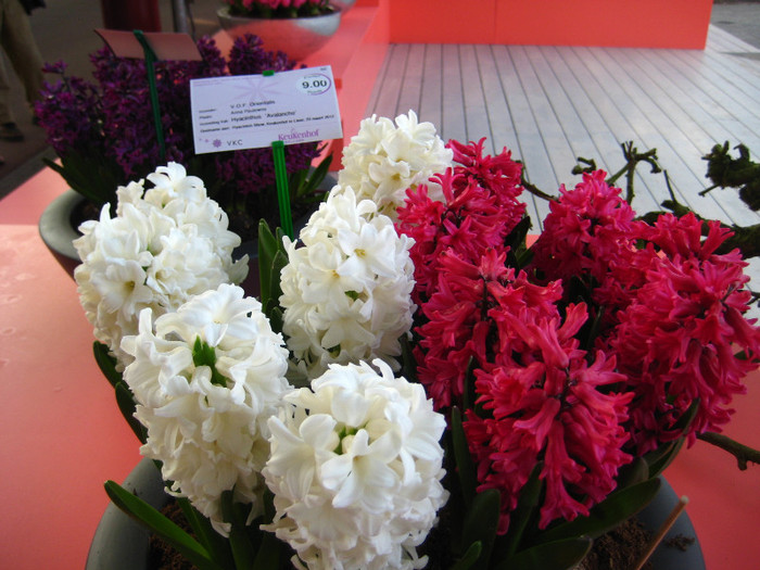 23.03.2012 o zi de vis 226 - Keukenhof 2012
