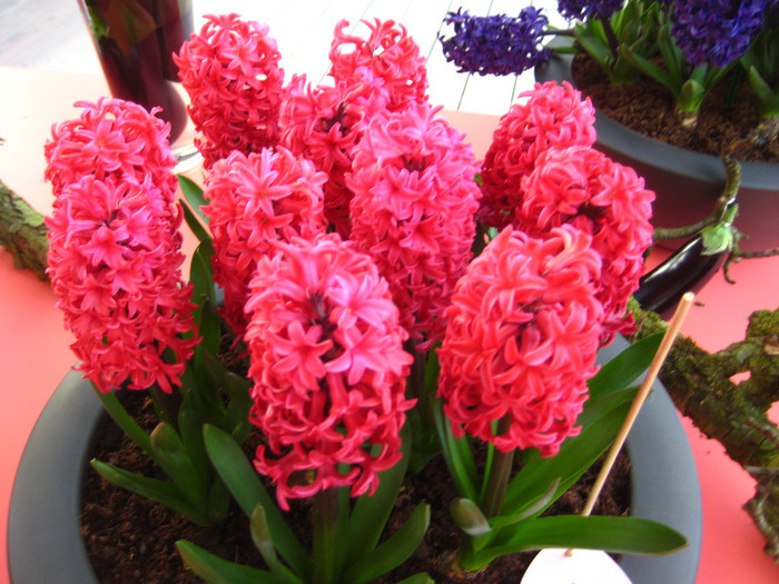 23.03.2012 o zi de vis 227 - Keukenhof 2012