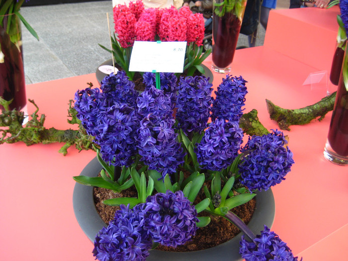 23.03.2012 o zi de vis 228 - Keukenhof 2012