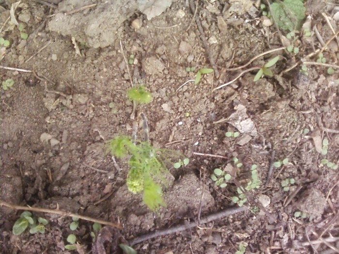 Asparagus de gradina - Gradina 2012