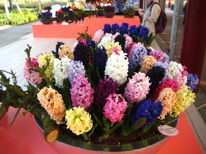 23.03.2012 o zi de vis 234 - Keukenhof 2012