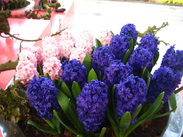 23.03.2012 o zi de vis 236 - Keukenhof 2012