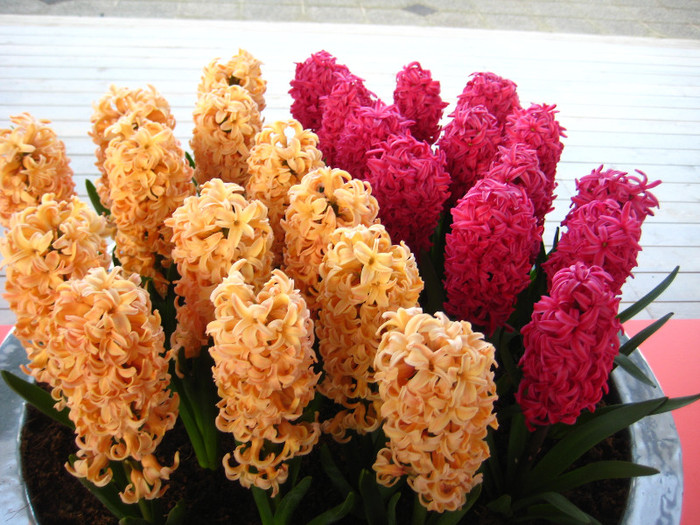 23.03.2012 o zi de vis 237 - Keukenhof 2012
