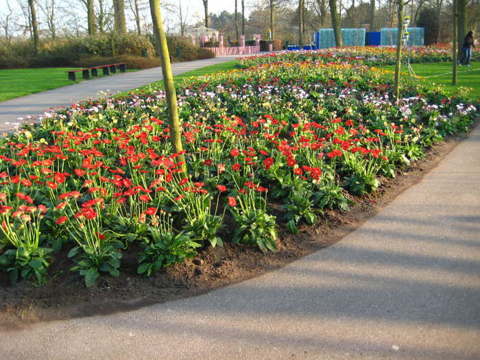 23.03.2012 o zi de vis 241 - Keukenhof 2012