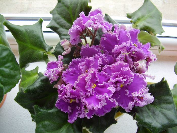 015 - violete 2012
