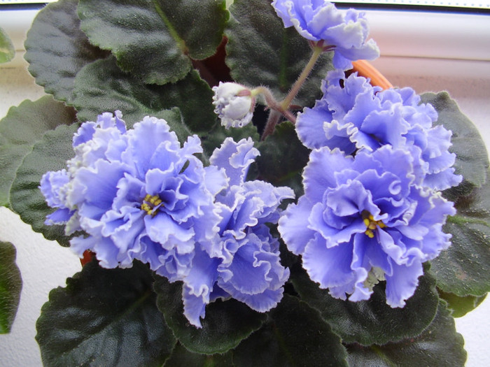 017 - violete 2012