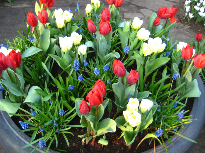 23.03.2012 o zi de vis 291 - Keukenhof 2012