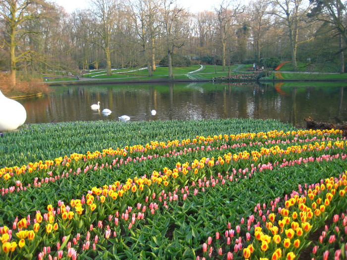 23.03.2012 o zi de vis 331 - Keukenhof 2012