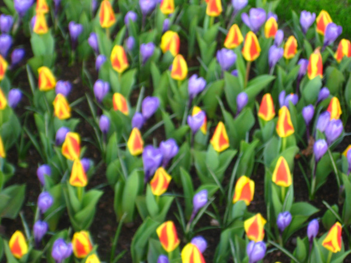 23.03.2012 o zi de vis 333 - Keukenhof 2012