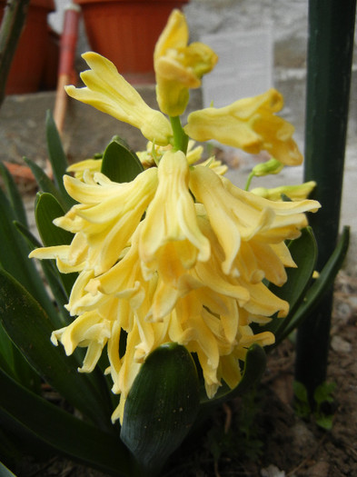 Hyacinth Yellow Queen (2012, March 30) - Hyacinth Yellow Queen
