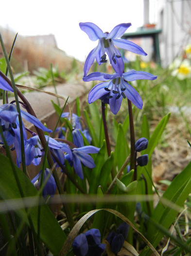 Scilla siberica (2012, March 30)