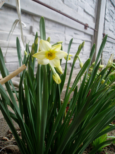 P1010196 - Primavara