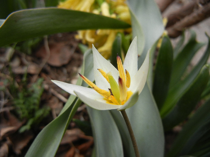 Tulipa Turkestanica (2012, March 30)